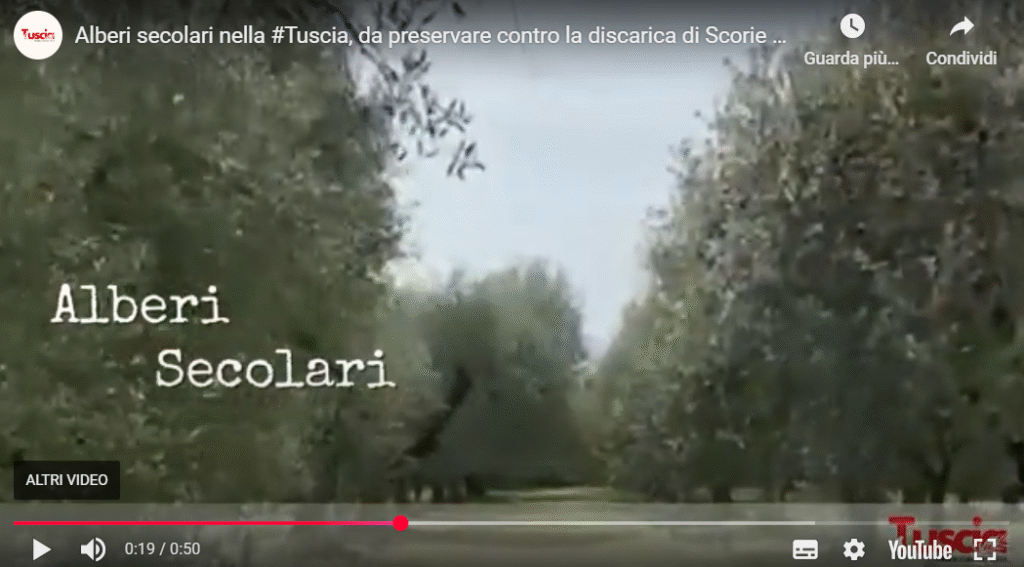 Alberi secolari nella Tuscia, da preservare contro la discarica di Scorie nucleari