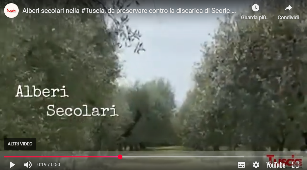 Alberi secolari nella Tuscia, da preservare contro la discarica di Scorie nucleari
