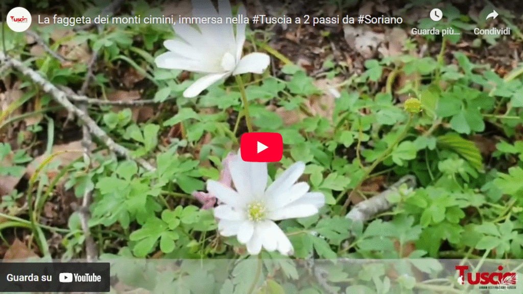 La faggeta dei monti cimini, immersa nella Tuscia a 2 passi da Soriano