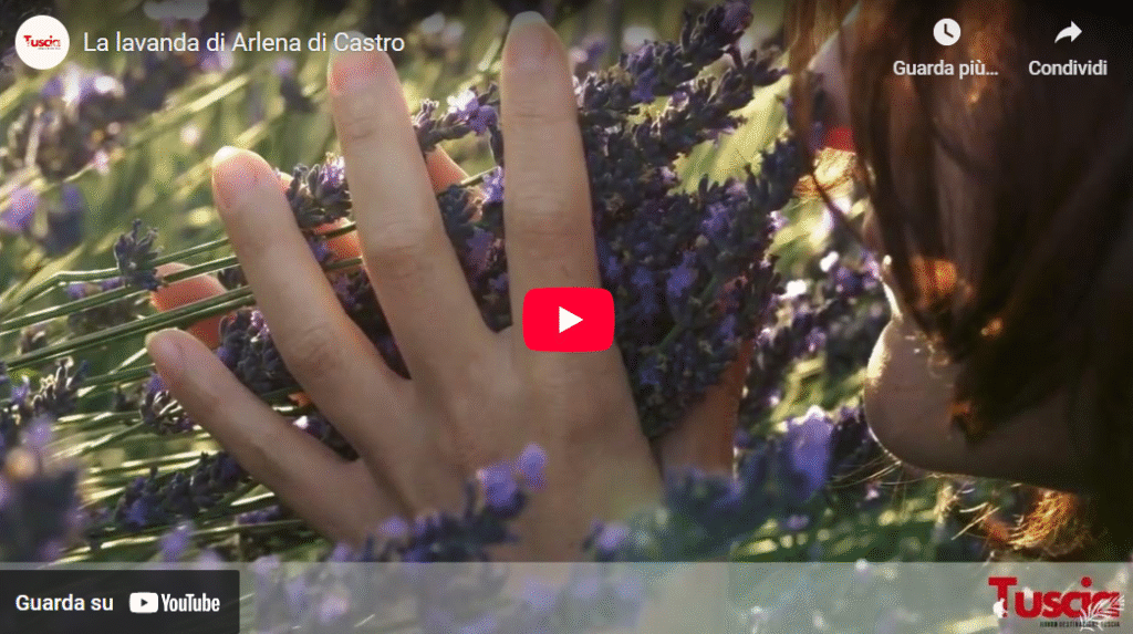 La lavanda di Arlena di castro